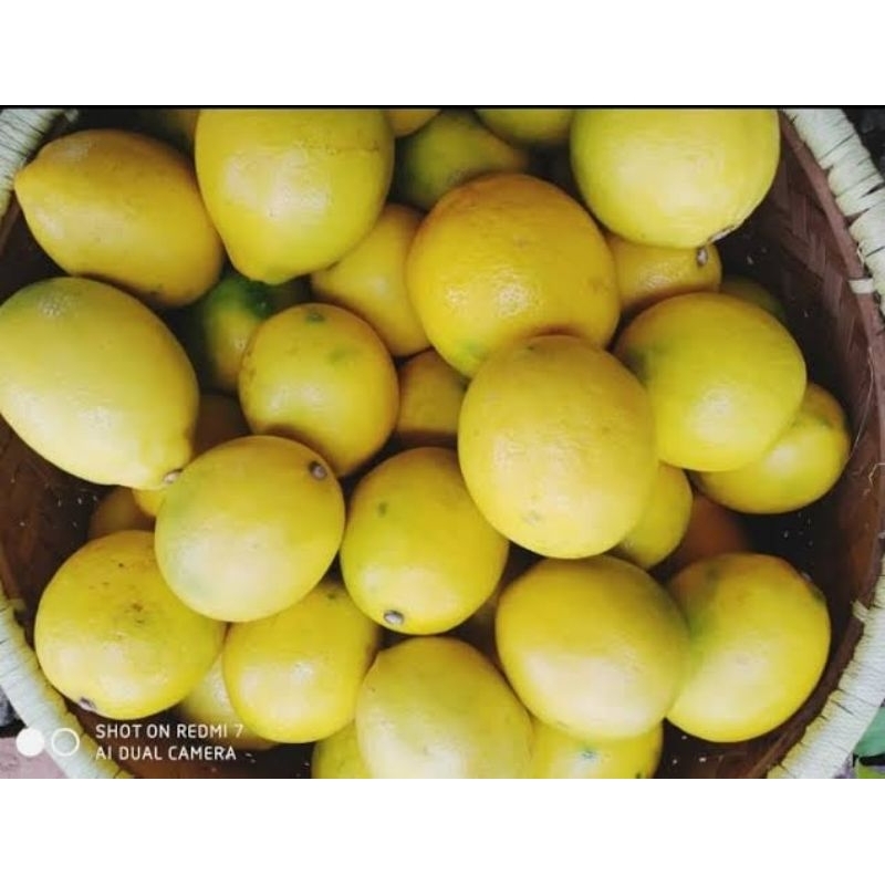 

jeruk lemon lokal fresh termurah 250 gr 500 gr 1 kg