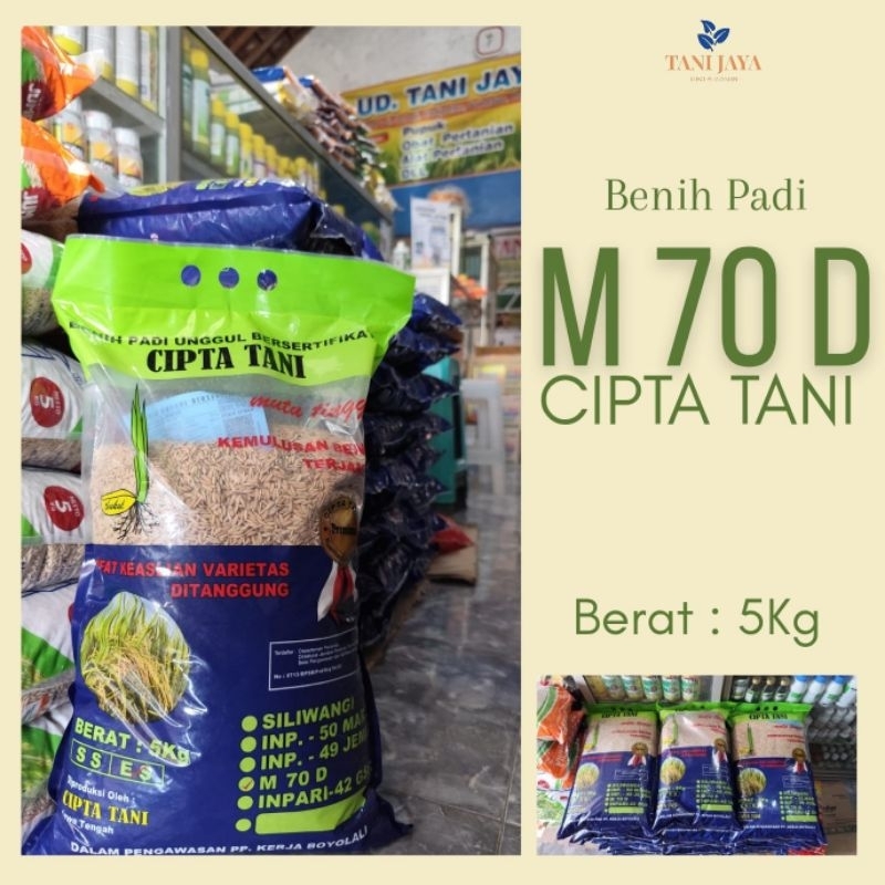 

Benih Padi M70D Cipta Tani - Kemasan 5kg. Panen lebih cepat hanya 80 Hari saja