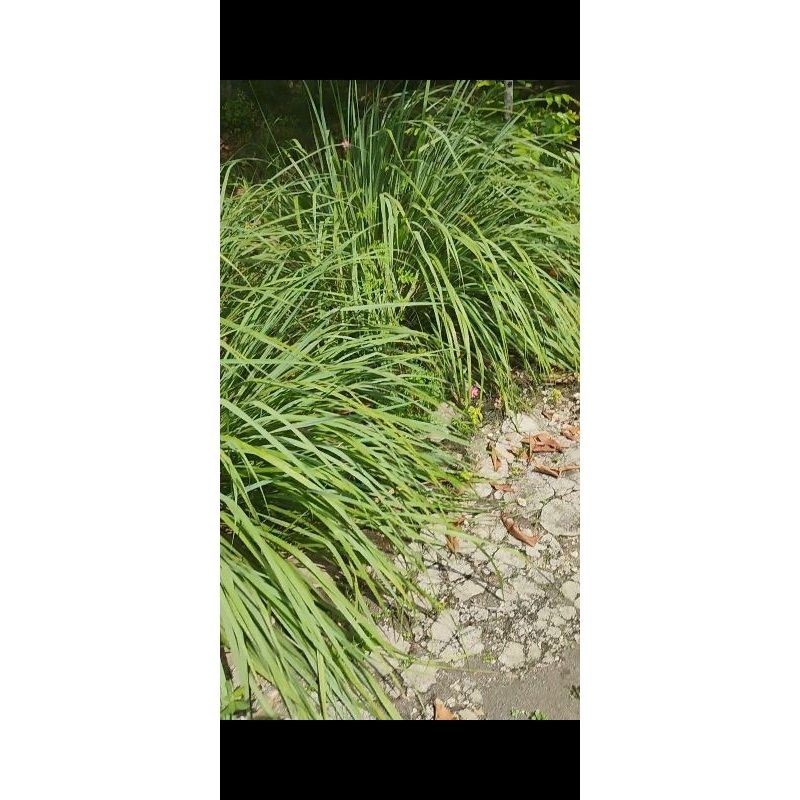 

sereh