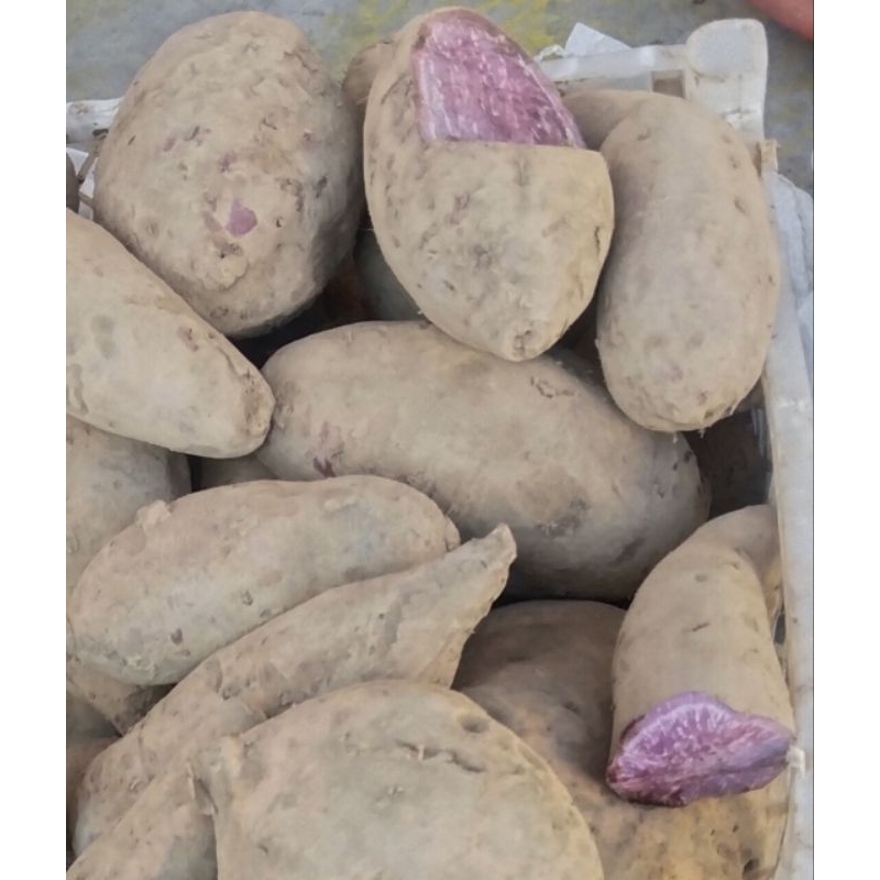 

Ubi Ungu (1kg)