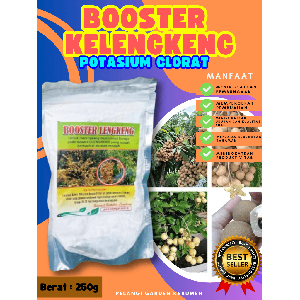 TERBAIK  Pupuk Buah Kelengkeng Merah, Pupuk Buah Kelengkeng Matalada Berbuah, Pupuk Buah Kelengkeng 