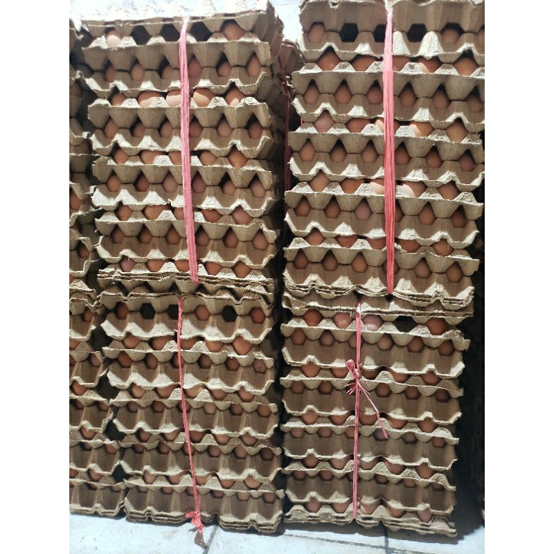 

Telur ayam negeri kualitas terbaik fresh setiap hari isi 15kg/1ikat/1pt