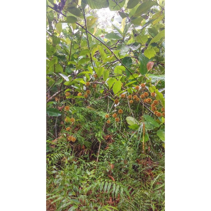 

Akar Bajakah Kalimantan 250 gram