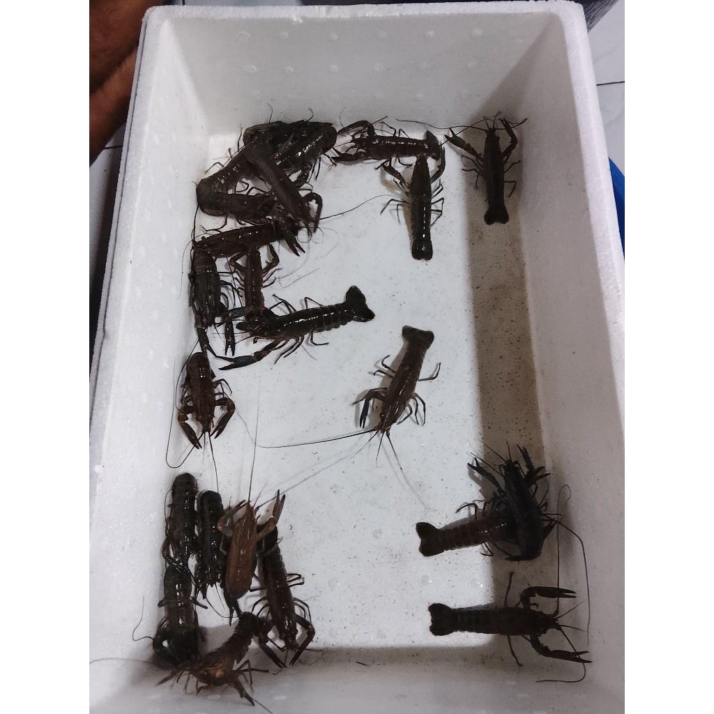 

Paket Lobster Air Tawar Isi 10 – Bebas Pilih Jantan Betina
