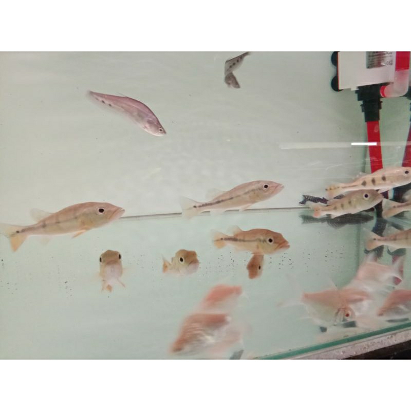 HIASAN AQUARIUM PBASS PINIMA