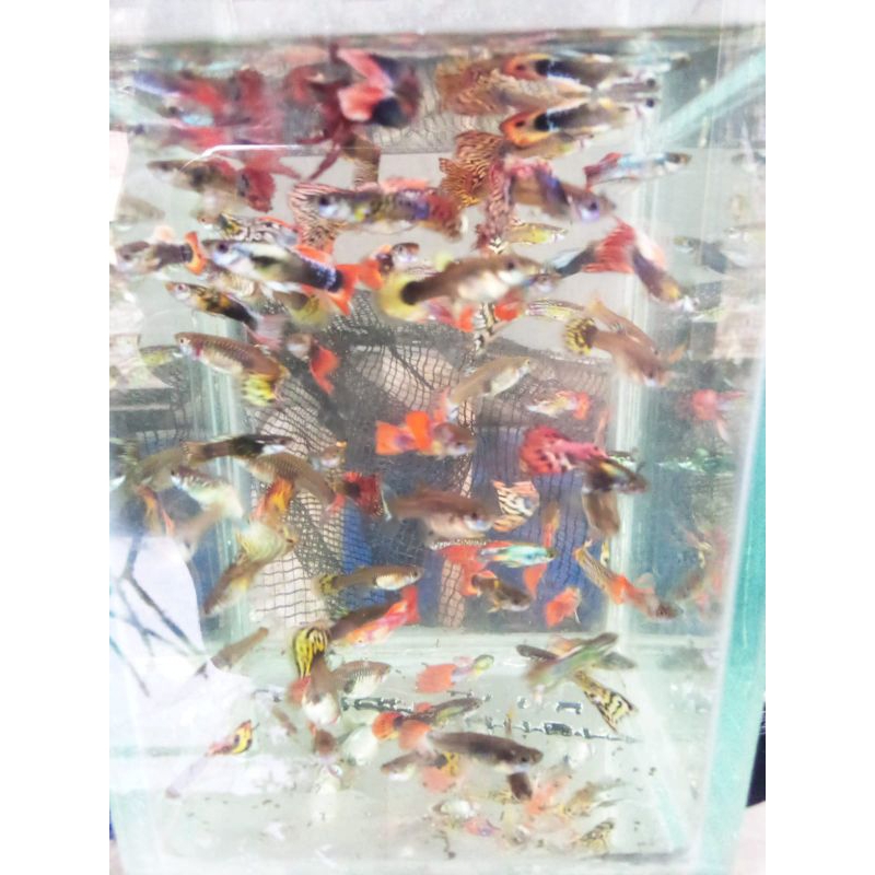 PROMO  PAKET 5 PASANG HIASAN AQUARIUM GUPPY CENDOLAN/CAMPURAN MIX JANTAN & BETINA UKURAN INDUKAN