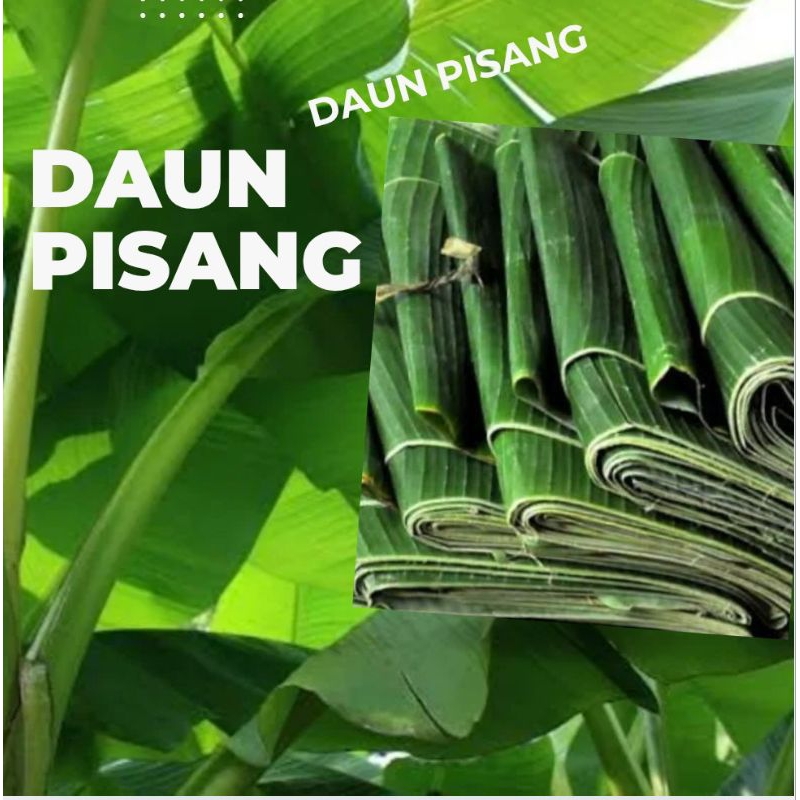 

Daunpisang
