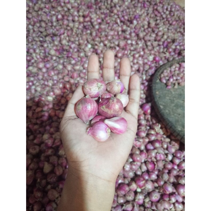 

bawang merah caruk (ukuran campur)