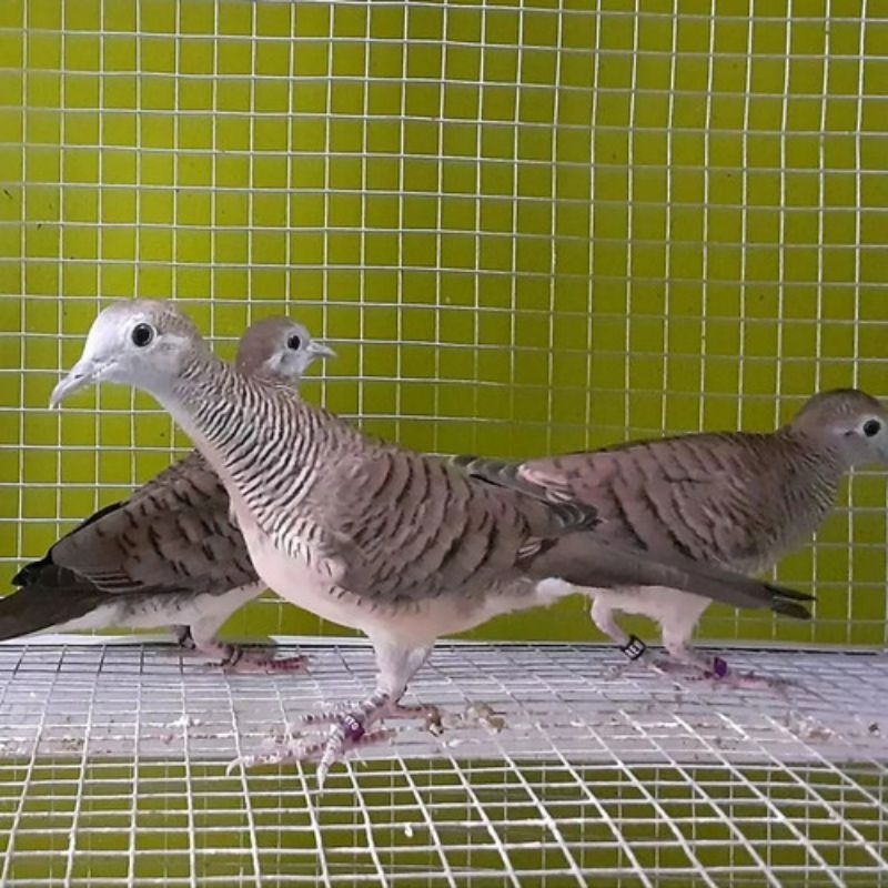 perkutut bangkok asli pakai ring peternak