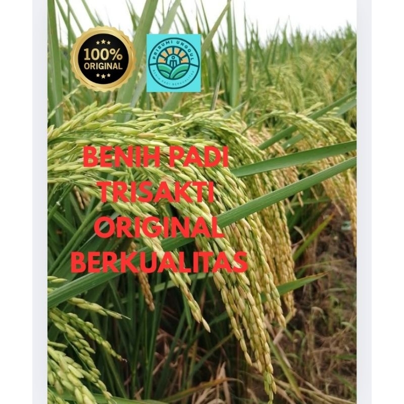 BENIH BIBIT PADI TRISAKTI ORIGINAL BERKUALITAS UNTUNG BANYAK KEMASAN 5KG