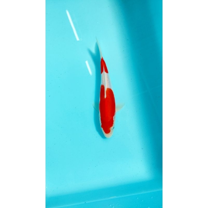 ikan koi blitar kohaku doitsu 22 cm