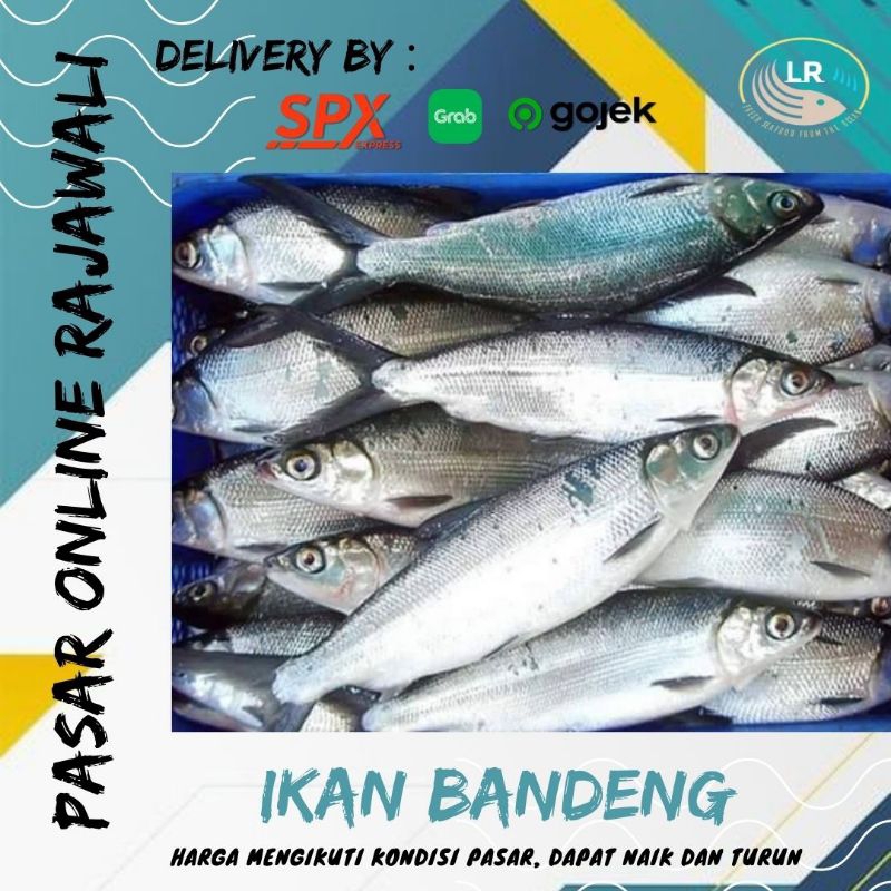 

Ikan bandeng/bolu