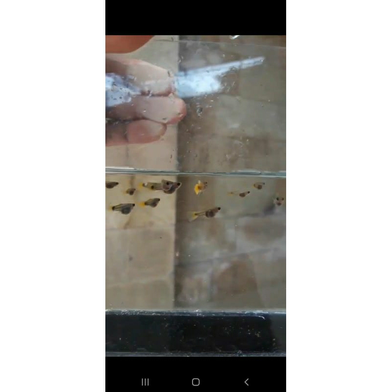 gold glassbelly sb gen yellow koi