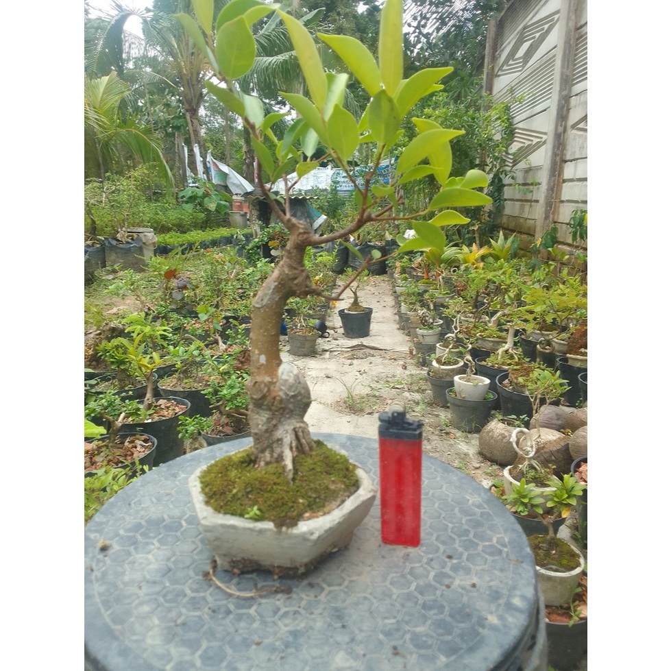 Bonsai Iprik mame Siap Pajang