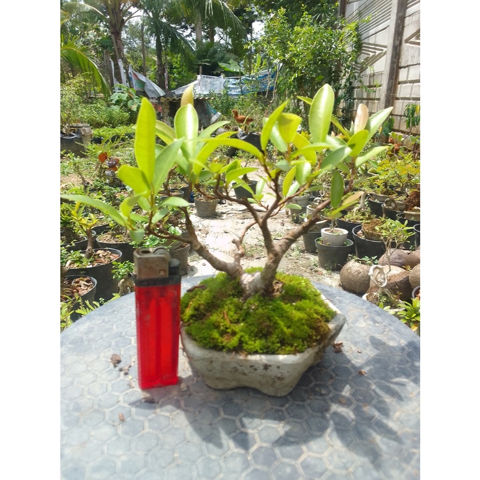 Bonsai Iprik  Pucuk Merah Mame jadi