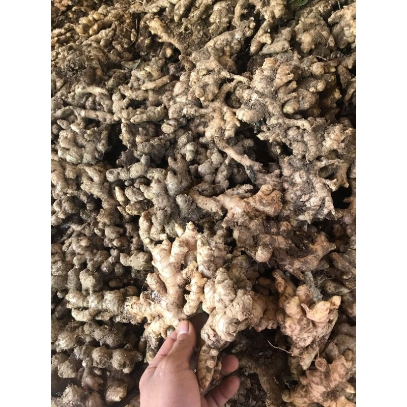 

JAHE EMPRIT PARIS JAHE PUTIH BELUM DI CUCI 1KG