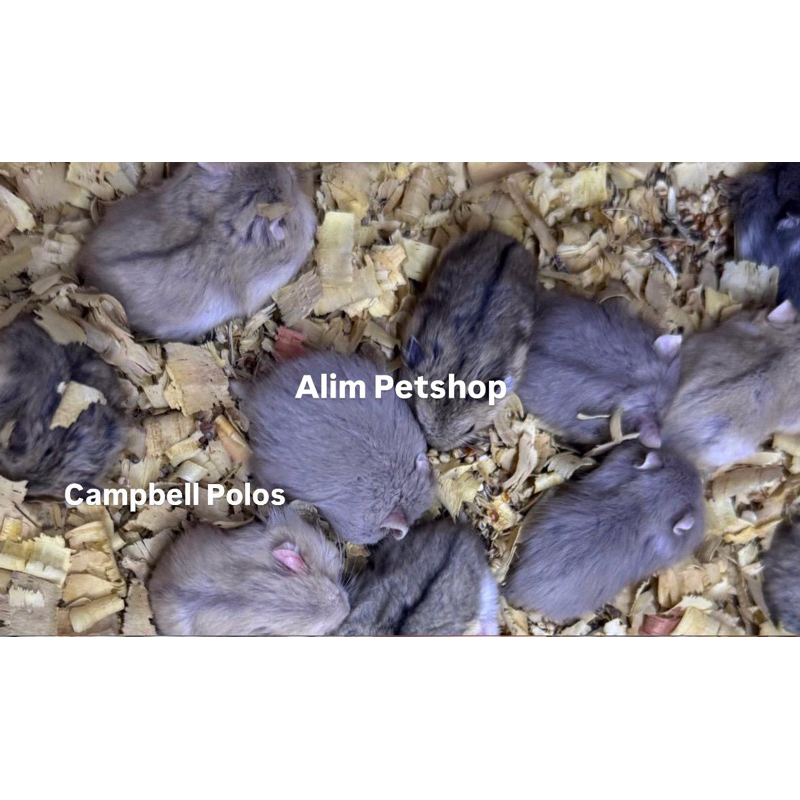 Hamster Jenis Campbell Polos Khusus Wilayah Surabaya
