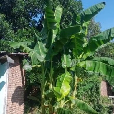

Daun pisang kepok 1 kg