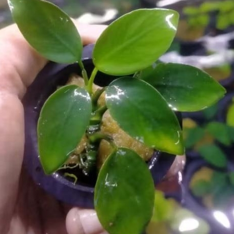 anubias Nana aquascape