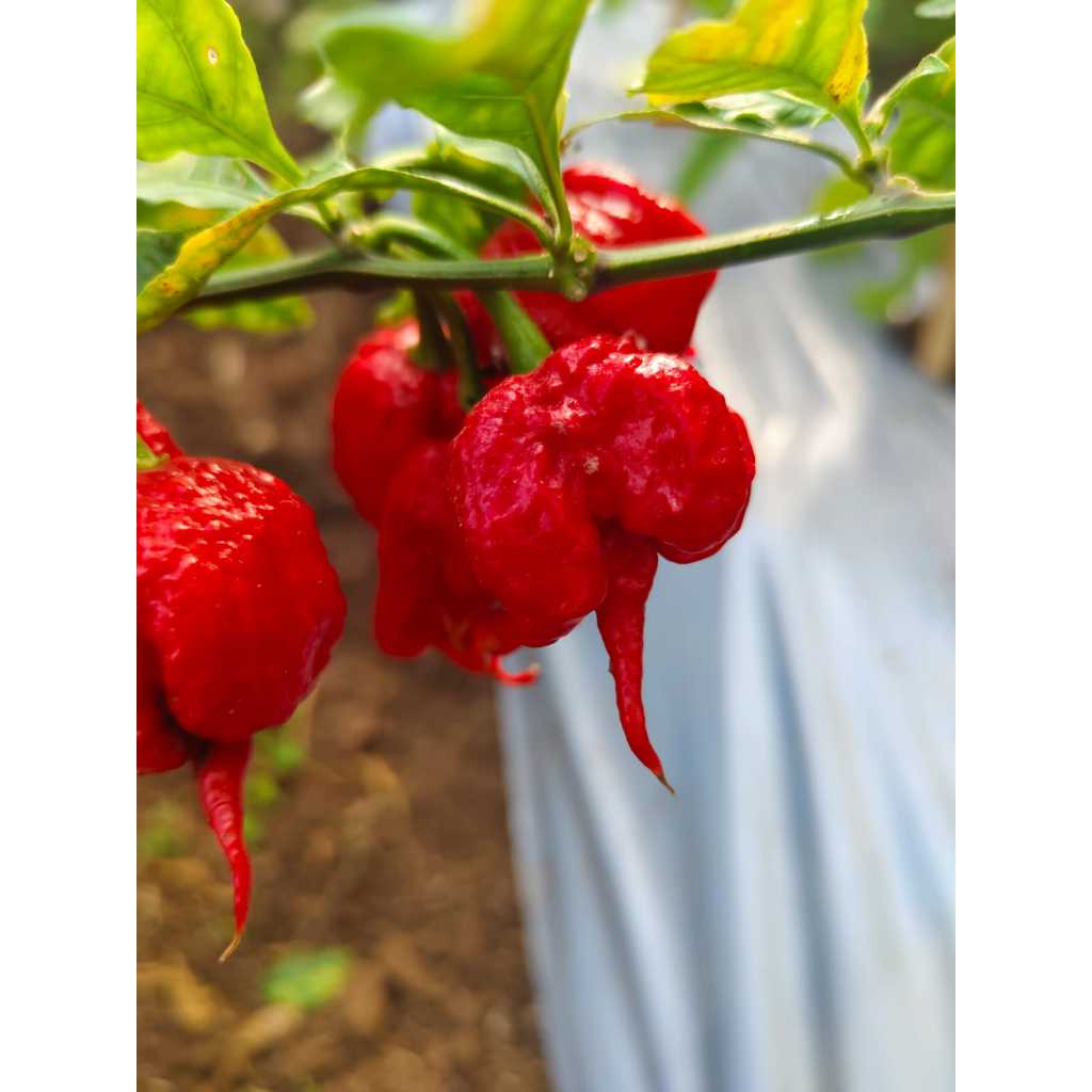 

cabai carolina reaper purple super pedas, carollina reaper pepper