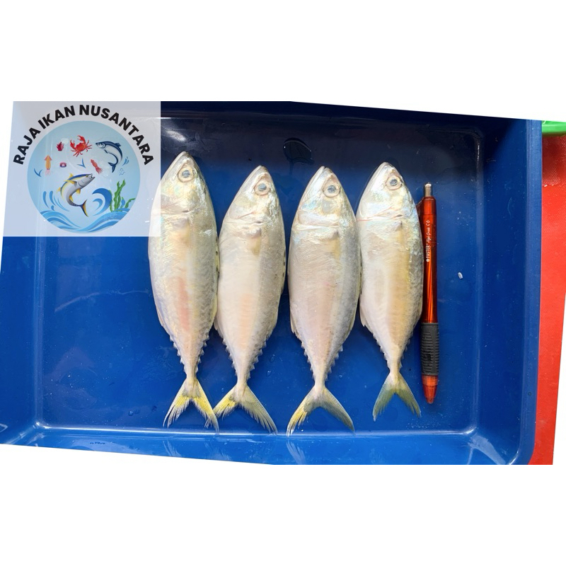 

KEMBUNG PUKET / GEPENG 1KG ISI 8-10PCS FRESH FROZEN TERMURAH PREMIUM