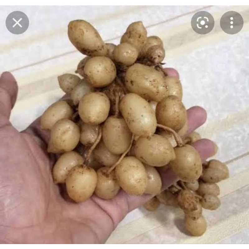 

KUNYIT PUTIH ASLI / KUNYIT PUTIH PREMIUM / 1KG / KUNCI PEPET / KUNYIT PUTIH ORGANIK / HERBAL / REMPAH
