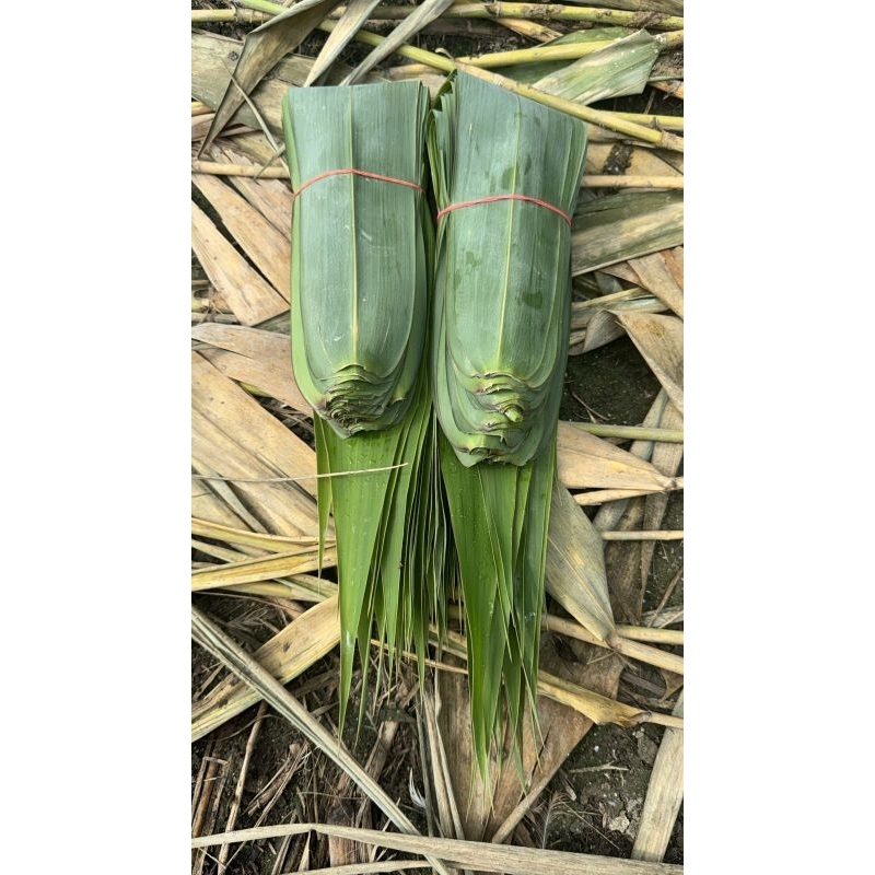 

Daun bambu APUS untuk bungkus bakcang dan kicang