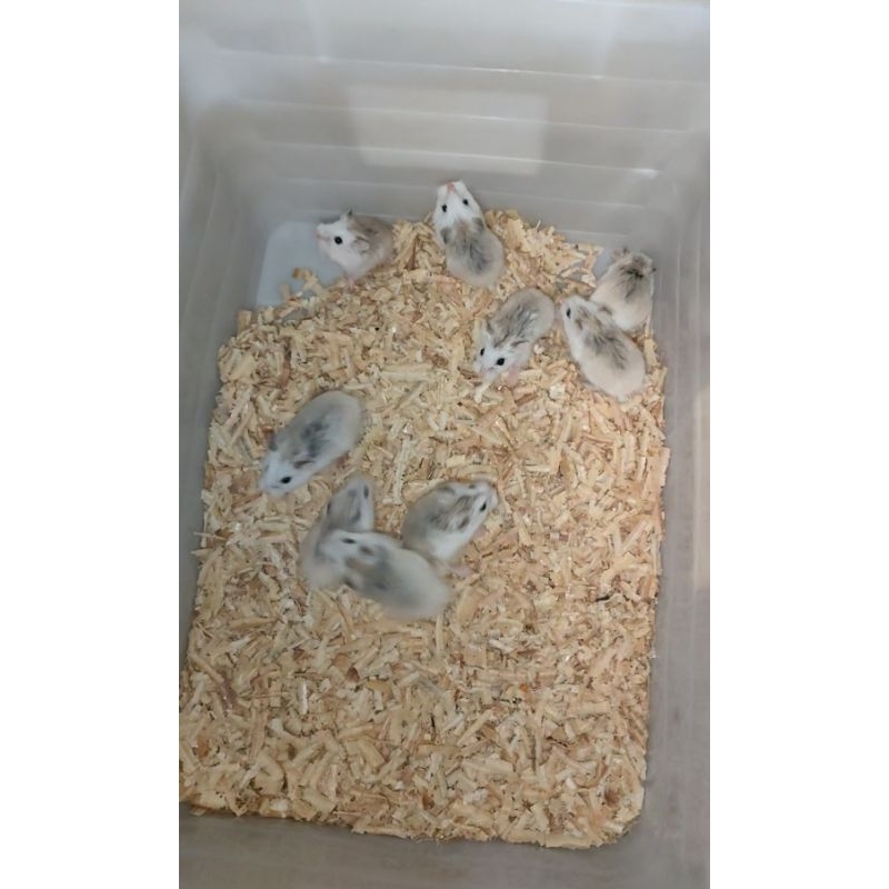 Hamster Roborovski white face si kecil lucu lincah