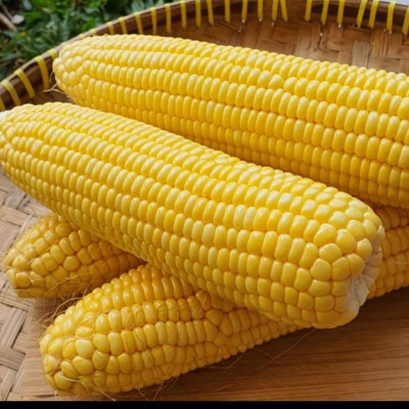 

MP Jagung Manis 1 Buah Kupas