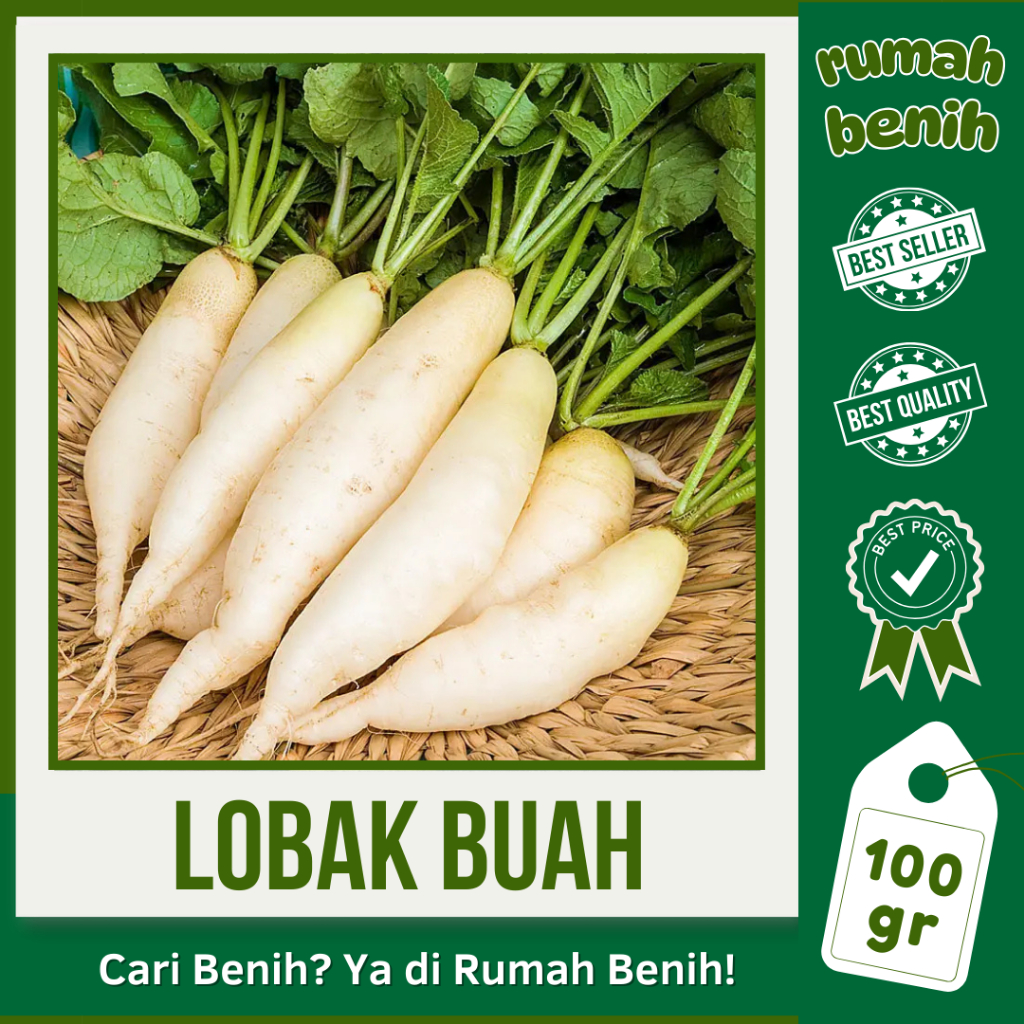 RUMAH BENIH: 100 GRAM BIJI LOBAK BUAH PUTIH UNGGUL