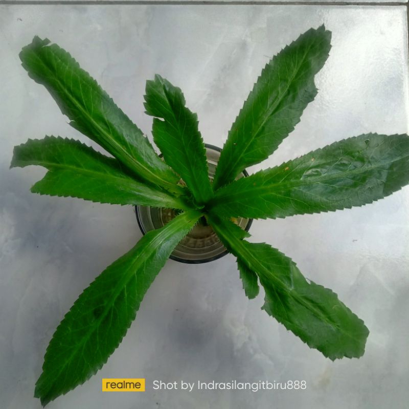 

Walangi Daun walang Fresh Segar Spesial kualitas Maksimal