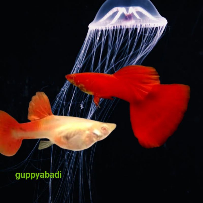 ikan guppy afr super reed paket satu pasang size indukan
