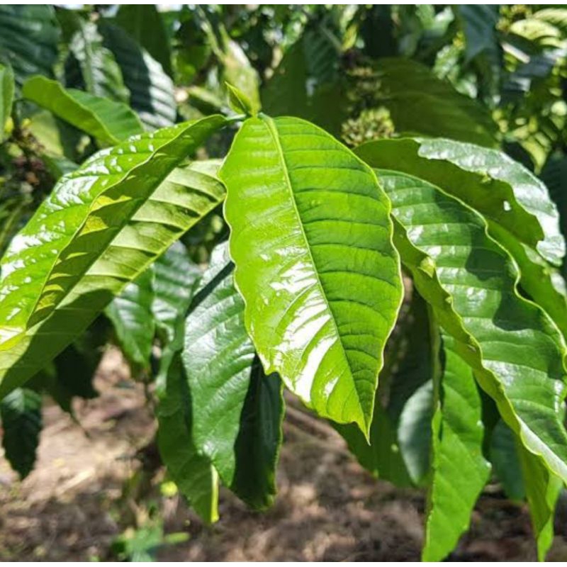 

Daun kopi segar kualitas terbaik/ daun kopi herbal/ daun kopi pilihan