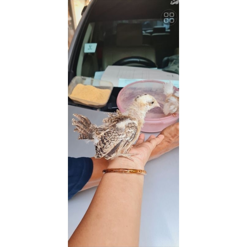 anakan ayam kate -+ 1 bulan ready ya(random ya kak)