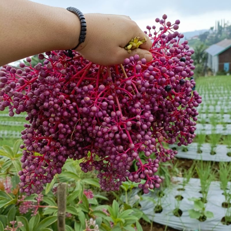 

DIARY PETANI - 2 Kilogram Buah Parijoto Segar Buah Promil Siap Konsumsi