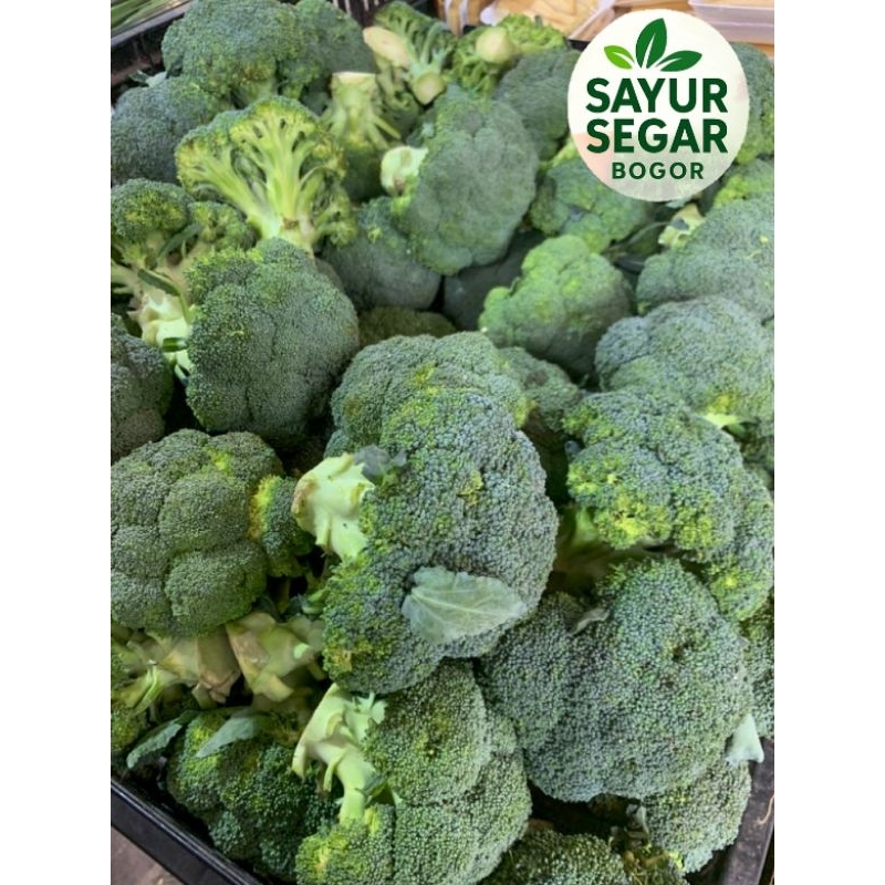 

Brokoli 500 gr
