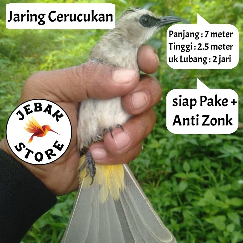 JARING BURUNG TRUCUKAN JARING BURUNG CUCAK JARING BURUNG TRUCUK JARING BURUNG TROCOK JARING TROTOK J
