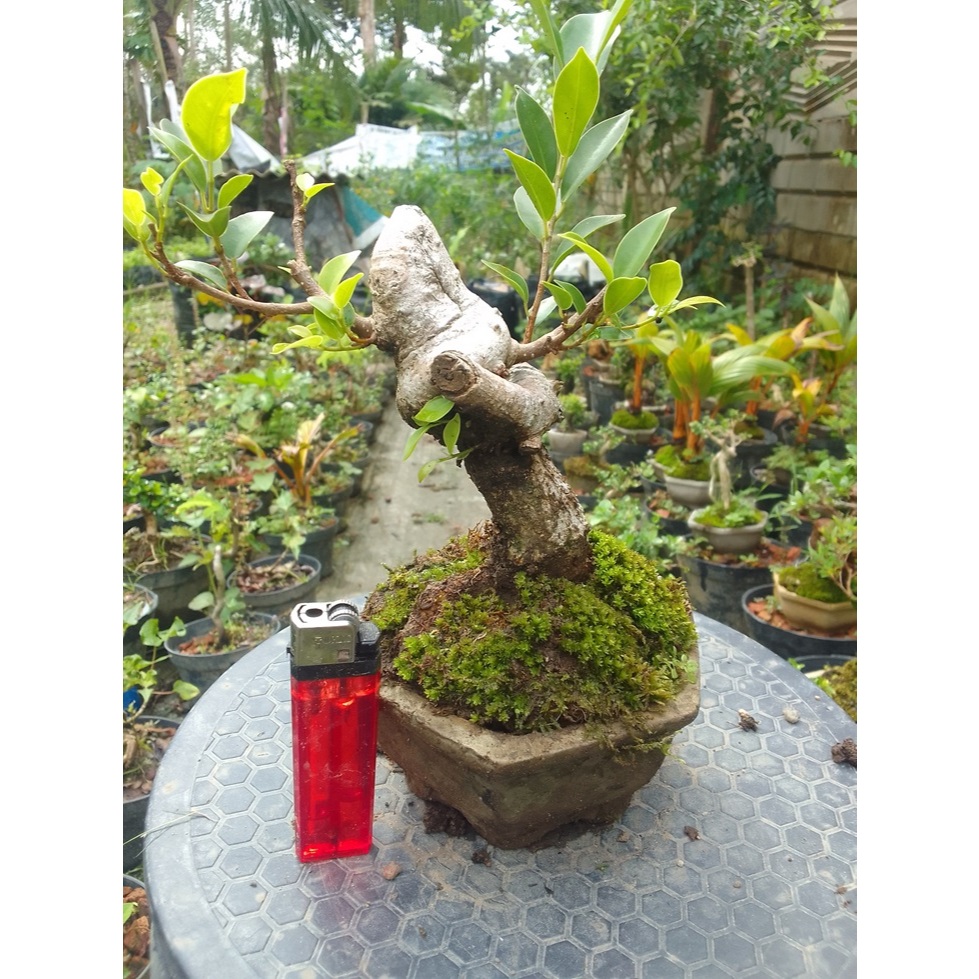 Bonsai Kimeng Bogel Mame Siap Pajang