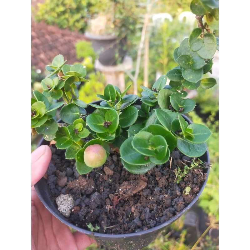 Bibit Bonsai buah Natal plum
