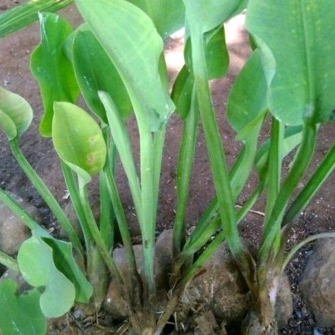 

silahkan Promo promo Bibit genjer gendot eceng sayur siap tanam.
