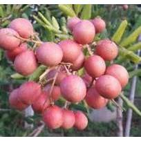 Tanaman Kelengkeng Pingpong Pink