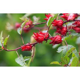 Tanaman Bunga Rosella Berbunga