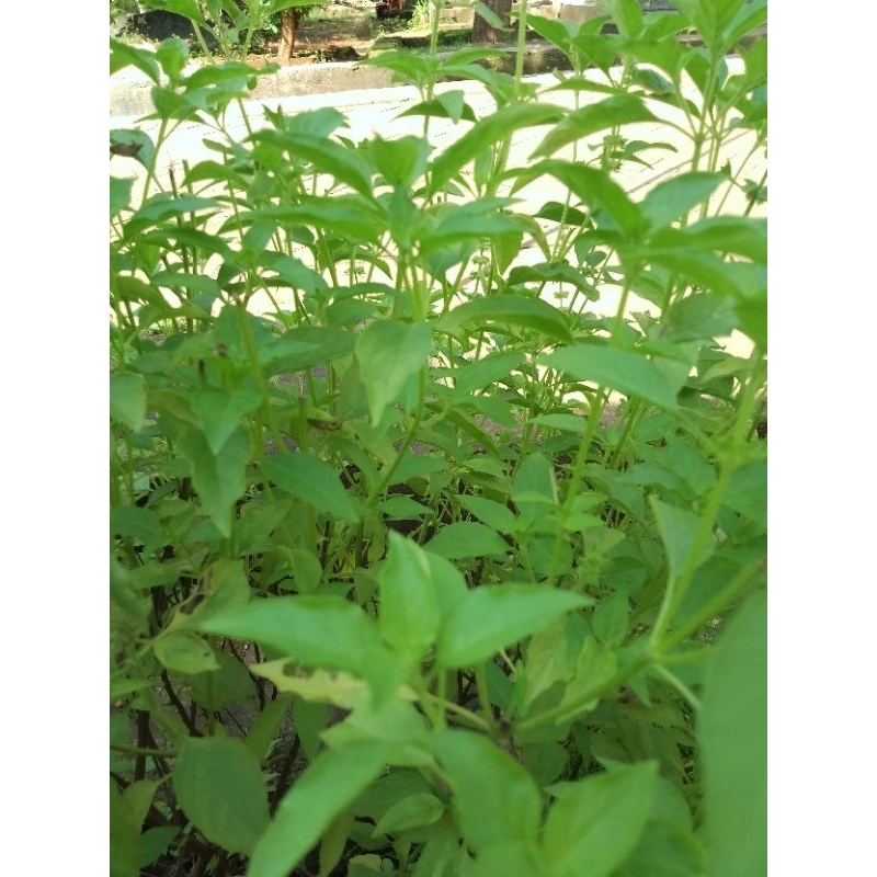 

Daun kemangi segar 100gr