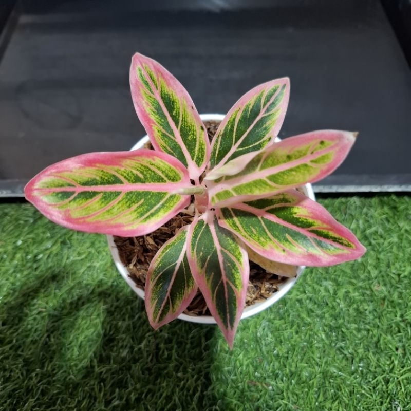 aglonema lotus delight