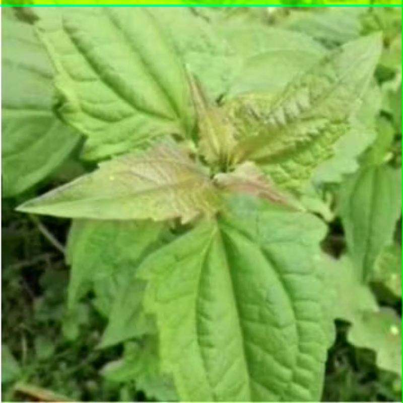 

Daun Balakacida | Kopsanda Segar