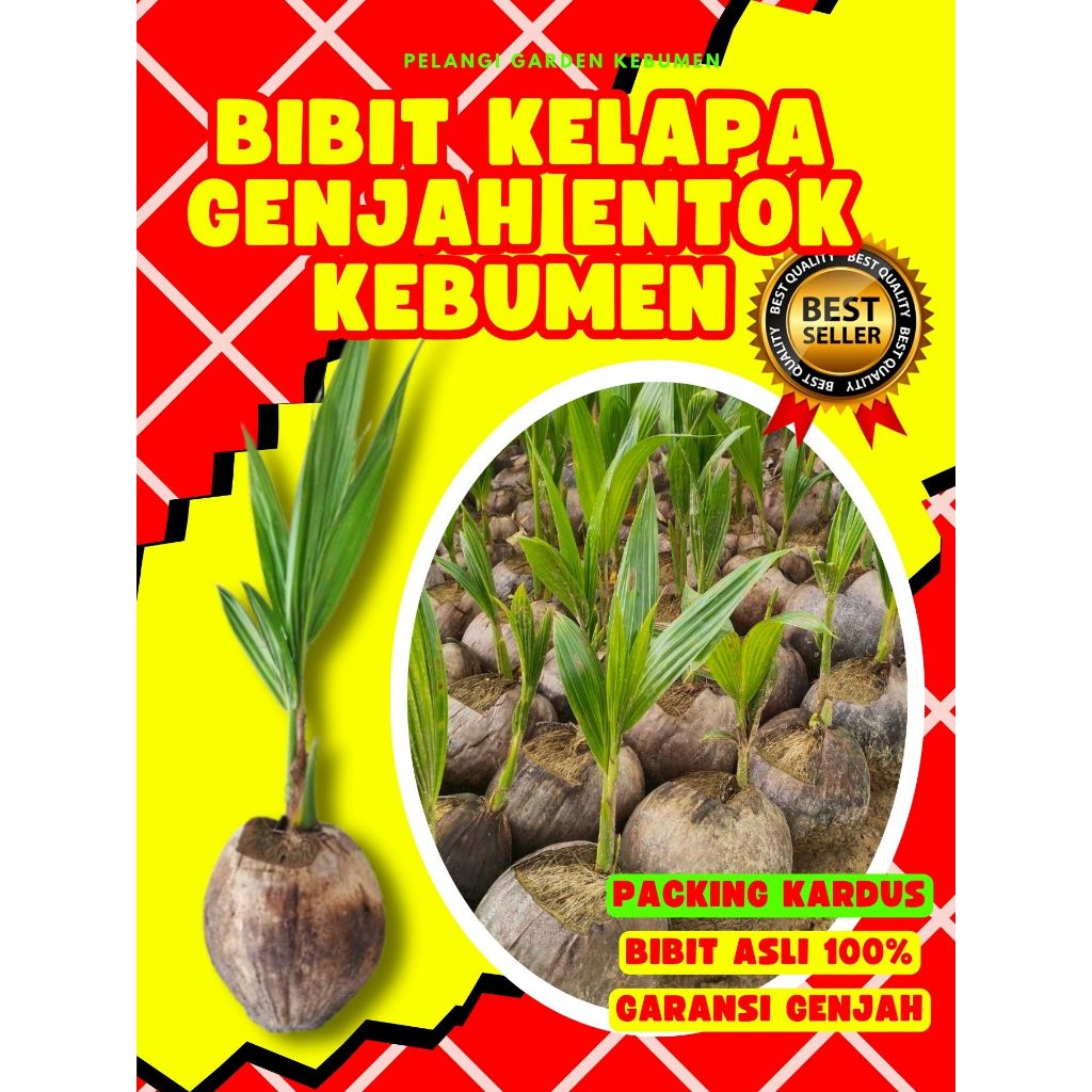 PALING DICARI.. Bibit Kelapa Genjah Entok Anak, Bibit Kelapa Genjah Entok Besar, Bibit Kelapa Genjah
