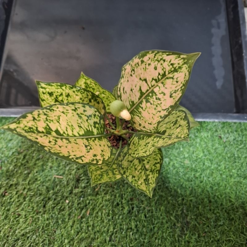aglonema ruby oren / orange
