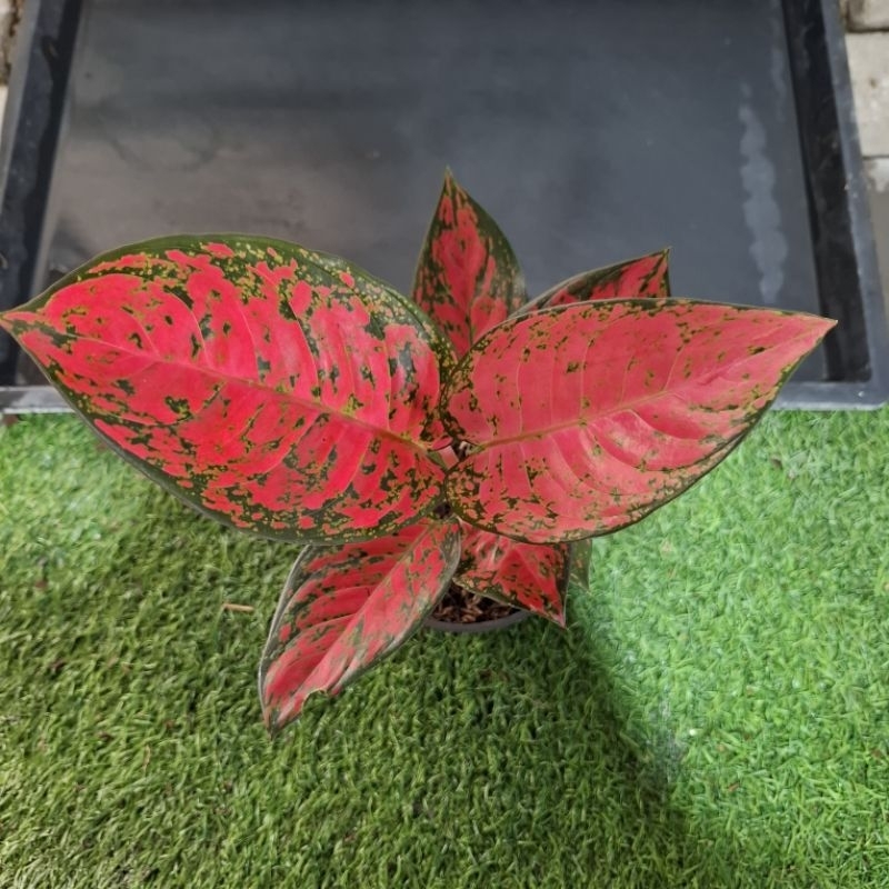 aglonema big apel / big apple