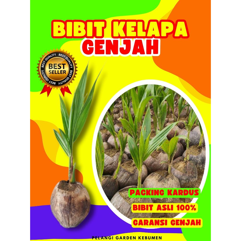 CEPAT BERBUAH.. Bibit Kelapa Kuning Pendek, Bibit Kelapa Kampung, Bibit Kelapa Kembar
