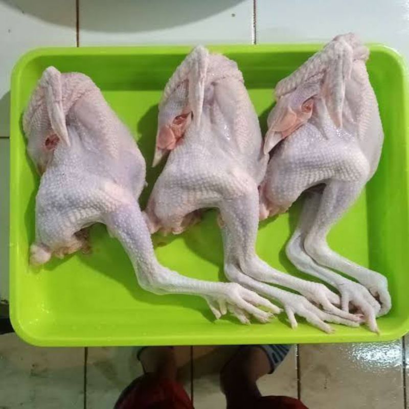 

Ayam Pejantan